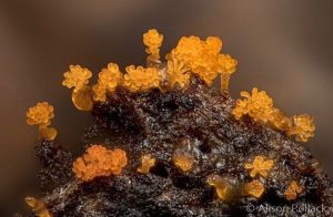 Lee más sobre el artículo La inteligencia Colectiva y las mixobacterias